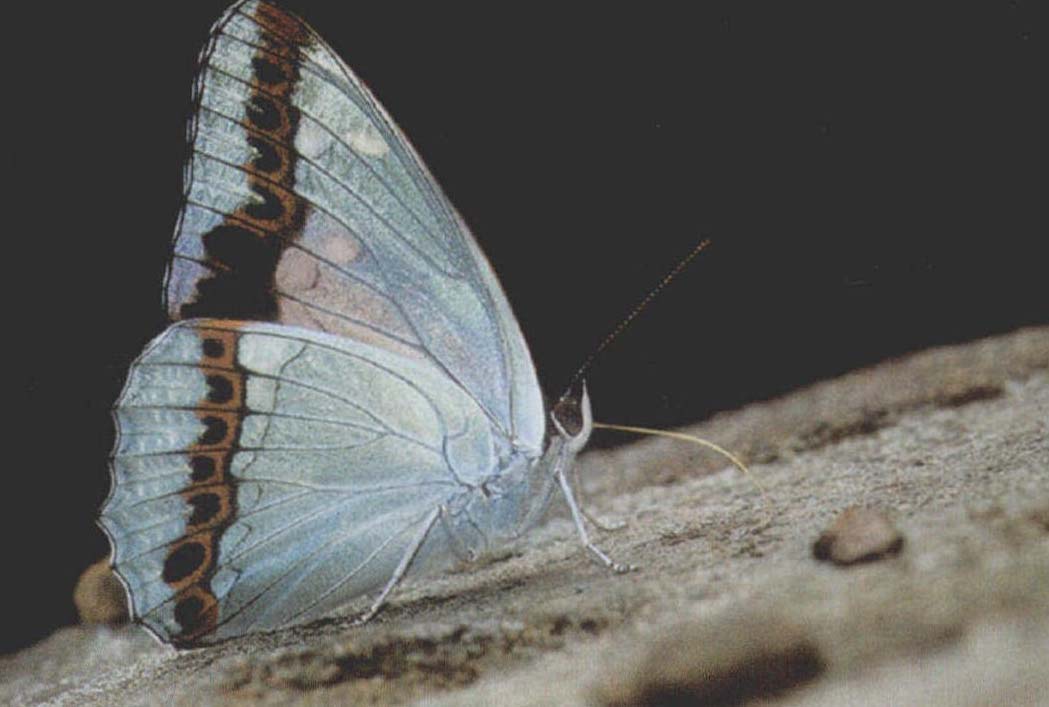 黑色白斑蝴蝶图片